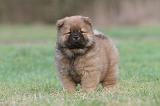 CHOW CHOW 322